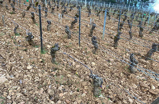 vignes